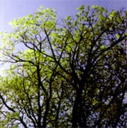 Environmental